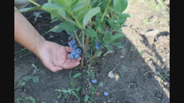 Моя голубика, часть 2 я, г.Омск смотреть онлайн