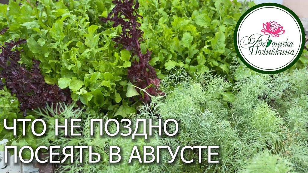 ЧТО ПОСЕЯТЬ В АВГУСТЕ смотреть онлайн