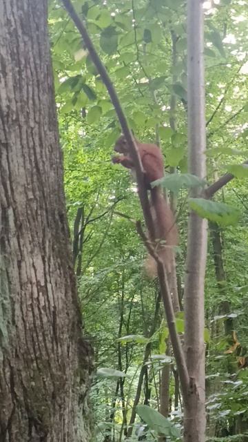 Белка в парке.