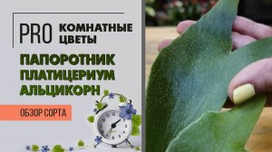 Папоротник Лосиные рожки. Платицериум Альцикорн. Обзор сорта. Неприхотливое растение для дома.