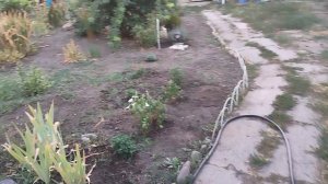 Вечерняя прогулка. Жизнь на пенсии.