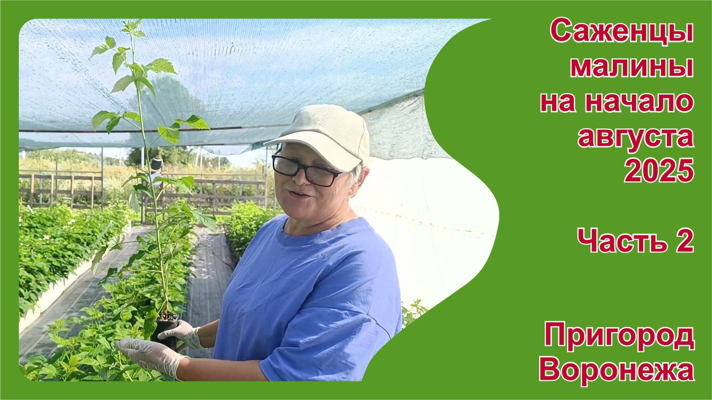 Саженцы малины поздних ремонтантных  и летних сортов на начало августа. Пригород Воронежа.