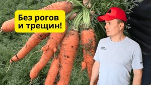 Чтобы  морковь 🥕  была ровной и сладкой!!!