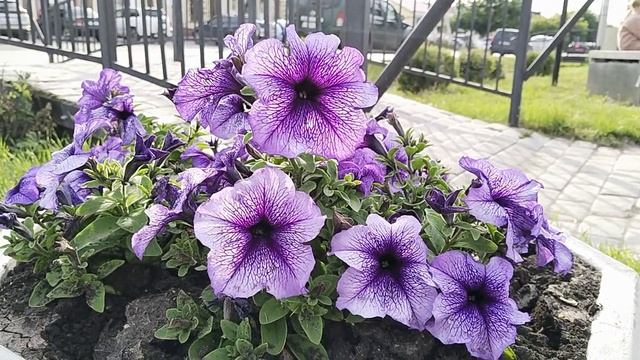 Петуния смотреть онлайн