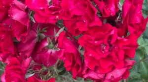 Роза Ротер Корсар