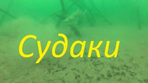 Подводная охота на судака.