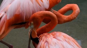 Розовые фламинго в естественной среде | Красивое видео под музыку