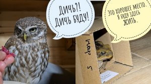 Сдэк расплющил посылку с орхами. Сыч Лучик жаждет мясов. Я потеряла жабу Брунгильду в цветочне