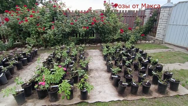Подготовка роз к осенней продаже смотреть онлайн