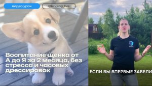 ПОШАГОВАЯ СИСТЕМА, как легко воспитать щенка без стресса и часовых дрессировок