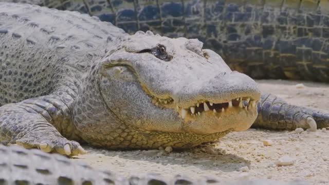 АНТИЛОПА И АЛЛИГАТОР (о татуировках). КРУОЛЕ. 2025 год.