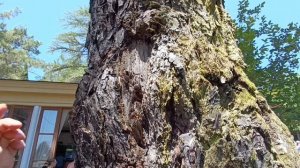 Абхазия Пицунда Лдзаа/лестница 170 ступеней/дача Сталина/