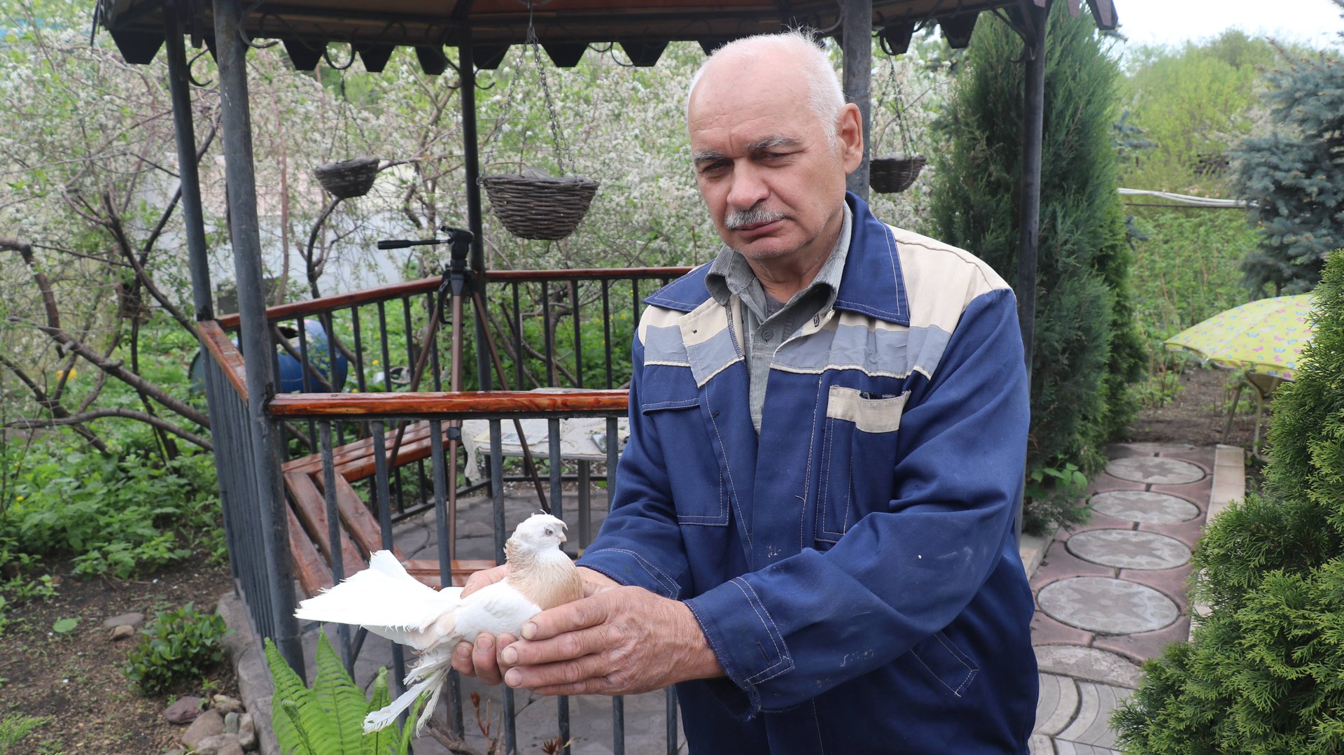 Лётные голуби Никитенко Александра из Магнитогорска. смотреть онлайн