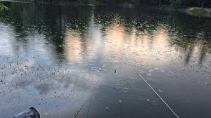 Борис ловит на DVERGAR 2,4м от BROWKA