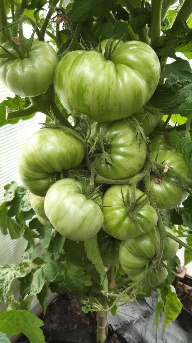 ПРОЕКТ ГНОМ ТОМАТНЫЙ - ГНОМ ФРЕДС ТАЙ ДАЙ смотреть онлайн