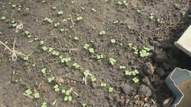 Март, пора садить редис в теплице. г.Омск смотреть онлайн