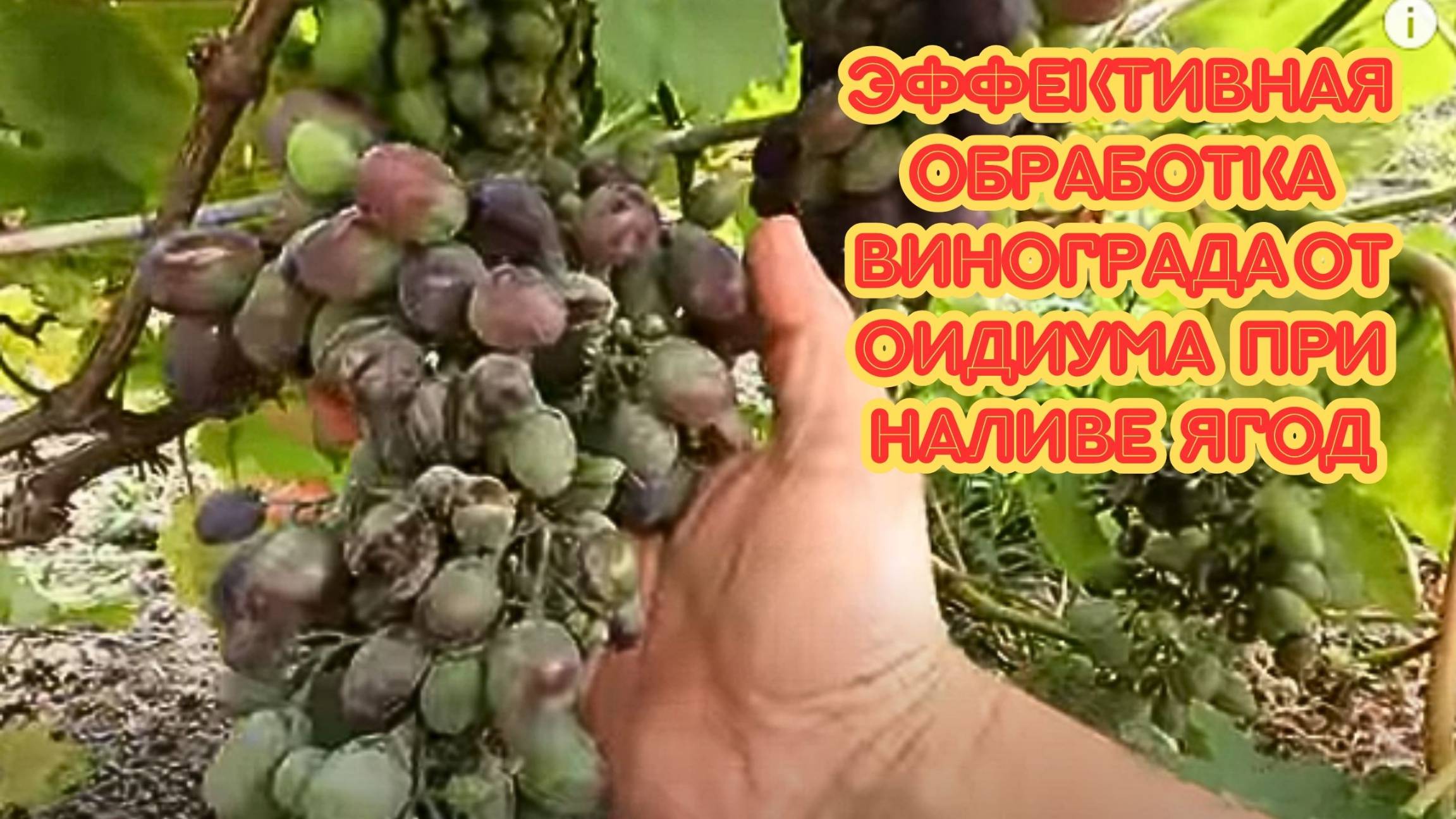 Как спасти виноград от оидиума, когда ягоды уже наливаются. смотреть онлайн