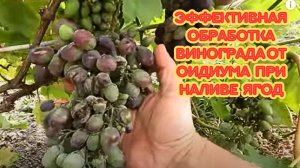 Как спасти виноград от оидиума, когда ягоды уже наливаются.