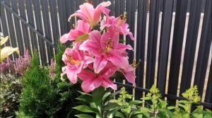 Фееричное цветение лилий продолжается. 25.07-02.08.2025. Восток Ленобласти