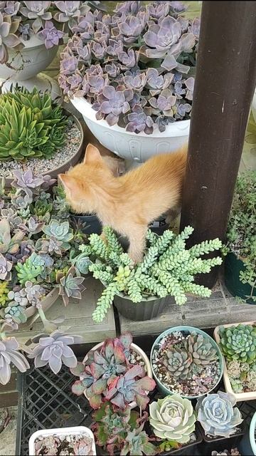 Неожиданное пополнение)) смотреть онлайн