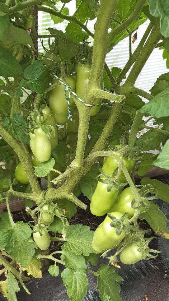 ТОМАТ ВЕСЕЛЫЙ ГНОМ - ОБЗОР СОРТА смотреть онлайн