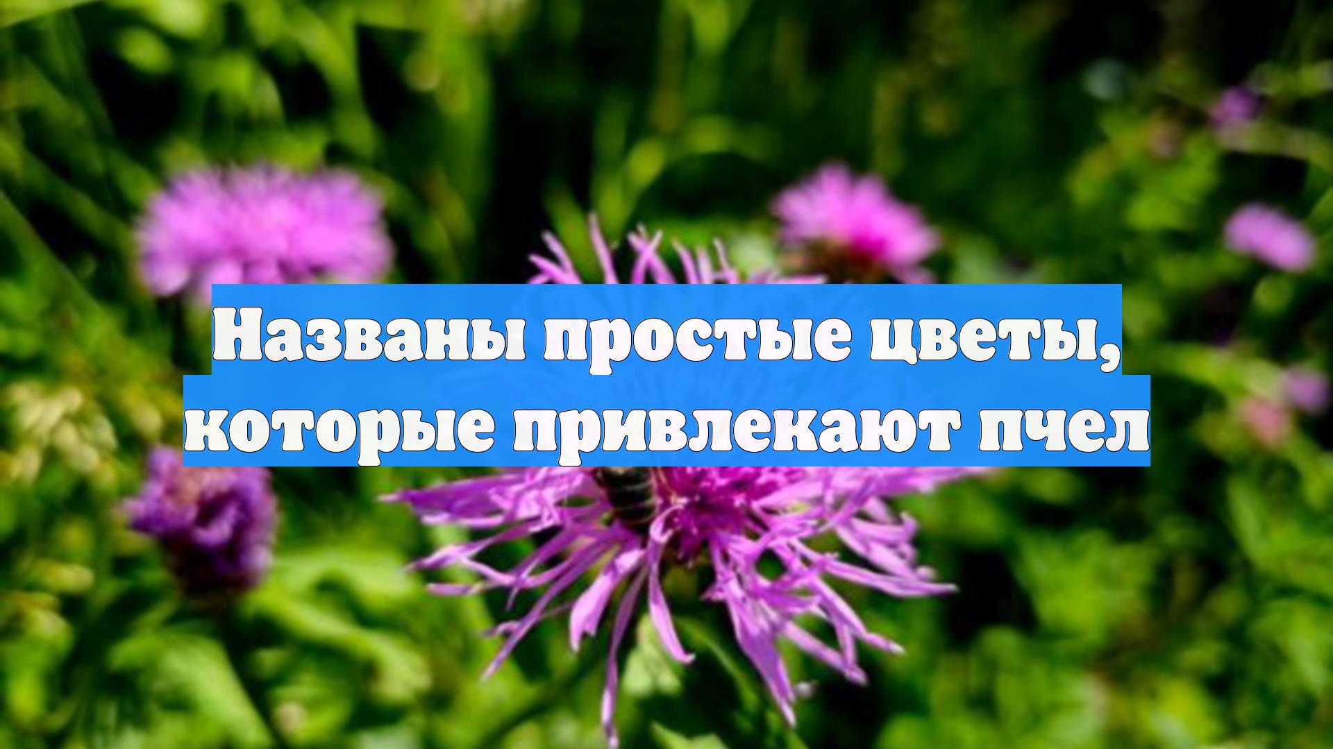 Названы простые цветы, которые привлекают пчел смотреть онлайн