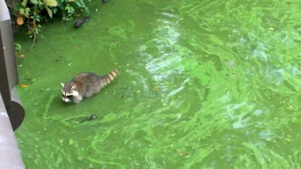 Raccoons in Central Park, NYC
