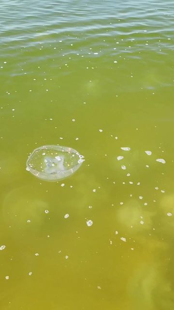 Азовское море , где больше медуз, чем воды смотреть онлайн