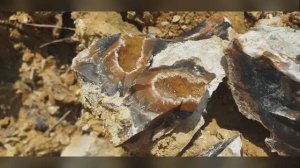 Калиновские Выселки. Поиск кристаллов аметиста, горного хрусталя, окаменелостей и СТРОМАТОЛИТОВ