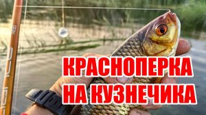 КАК ЛОВИТЬ КРАСНОПЕРКУ НА КУЗНЕЧИКА