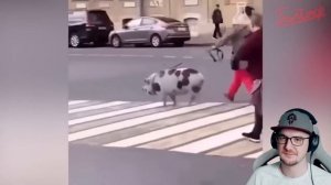 ЗАСМЕЯЛСЯ - ПРОИГРАЛ ► ЛУЧШИЕ ПРИКОЛЫ ( УЛЫБНУЛИСЬ ПРОИГРАЛИ ) | Реакция