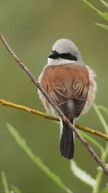 Обыкновенный Жулан, Lanius collurio, наблюдение птиц в Новгородской области, Ушерско, 2 августа 2025 смотреть онлайн