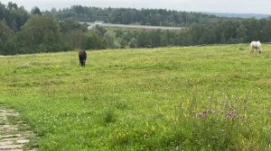 Страусиная ферма КП Новиково, Тульская область