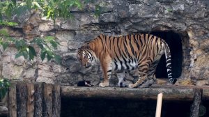 Тигр 🐯🐅🐯