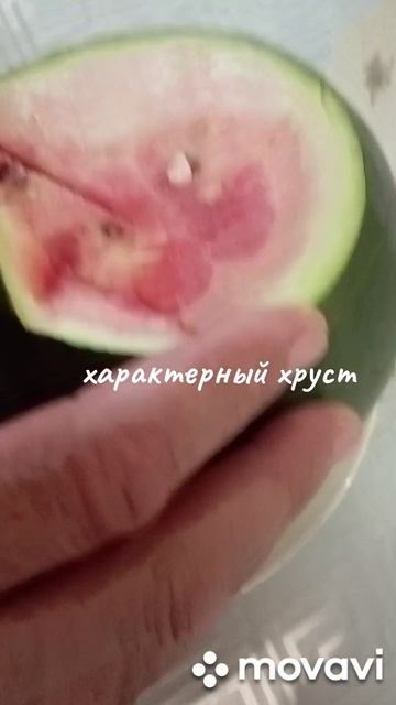 взвешивание и дегустация первого арбуза в сезоне 2025/арбуз/ смотреть онлайн