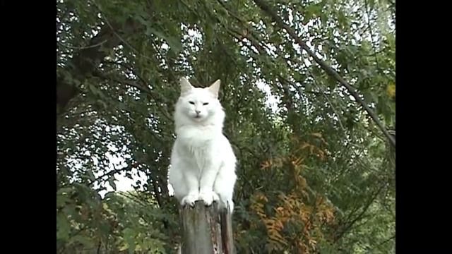 коты смотреть онлайн