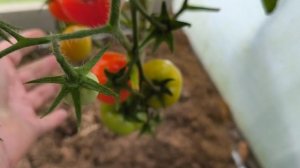 Томат Видимо-невидимо.
Мой дачный рай.