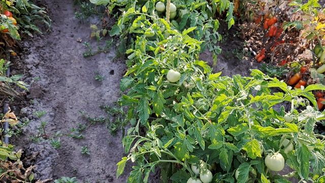 мои томаты этого сезона...и чёрные ,и красные,и розовые...всякие ,,,коллекционные! смотреть онлайн