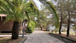 Абхазия Сад и огород Виноград Пансионат Сосновая роща 2 августа 2025 г.