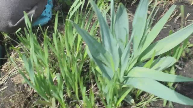 Растут сами по себе: бадан, горный чеснок, ревень. смотреть онлайн