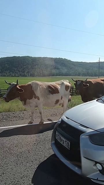 По дороге в Аршан #shorts #russia #россия #сибирь #лето2021 #бурятия