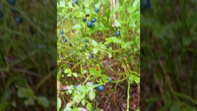 Кино красно жёлтые дни смотреть онлайн