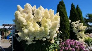 крупнолистная гортензия