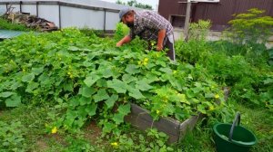 СОБИРАЮ ОГУРЦЫ ВЁДРАМИ КАЖДЫЙ ДЕНЬ И РАЗДАЮ СОСЕДЯМ