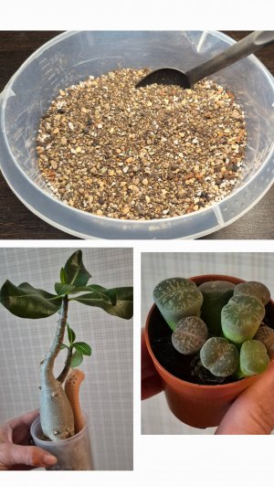 Грунт для суккулентов и кактусов в моем исполнении