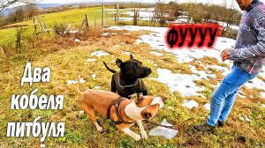 ЖЕСТЬ Отпустили двух взрослых кобелей Питбулей вместе !! Опасная прогулка с питбулями