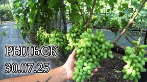 ВИНОГРАДНИК КУРСКАЯ ОБЛАСТЬ РЫЛЬСК