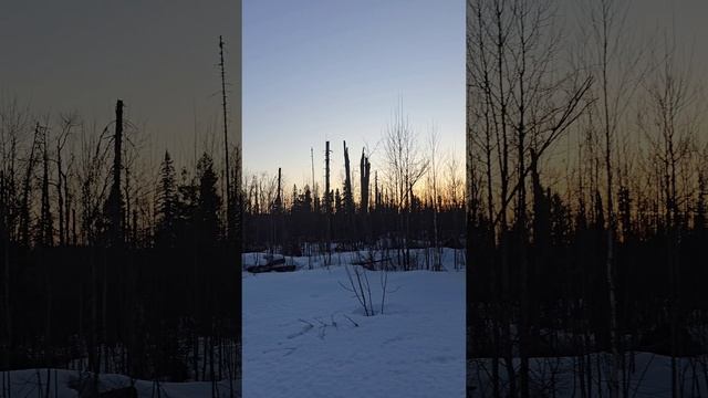 Отвод и таксация лесосек Пермский край.