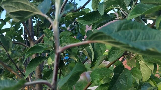 Яблоня.mp4 смотреть онлайн