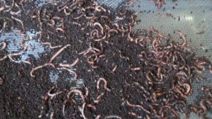 Просеиваем  червя